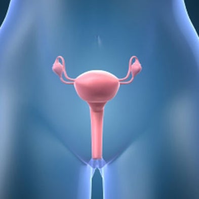 How can a woman with two uteruses bear children from both?