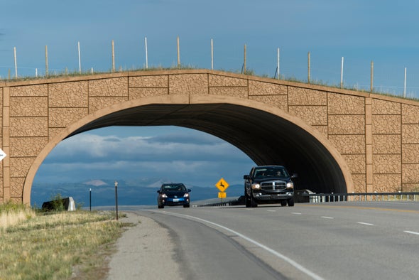 Highway Crossings Protect Migrating Pronghorns—and Motorists