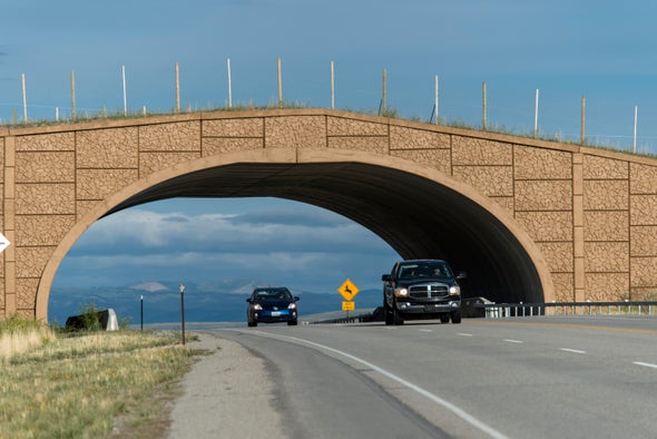 Highway Crossings Protect Migrating Pronghorns&mdash;and Motorists