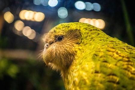 Close up of a kākāpō