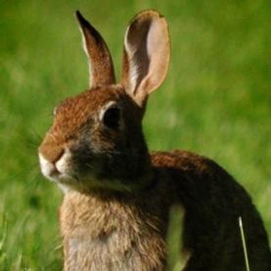 U.S. Exempts Species Classified as Endangered in the Rest of the World [Slide Show]