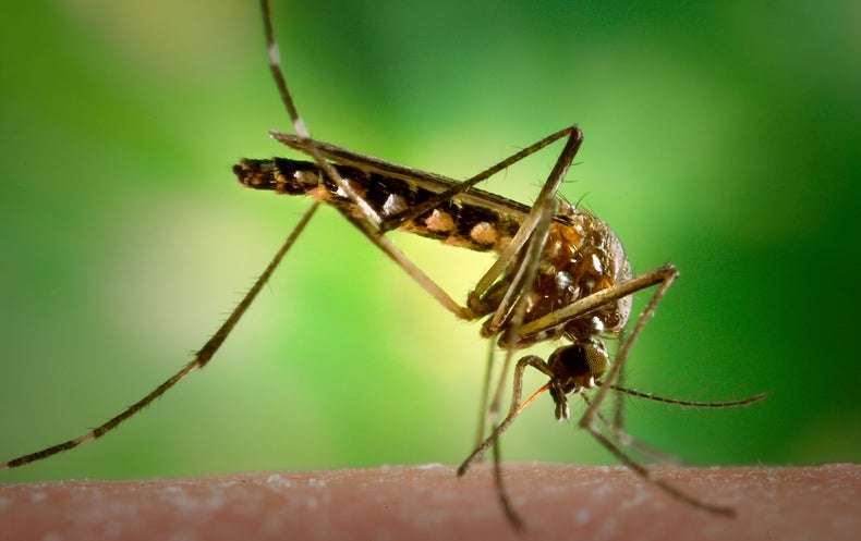 Mosquitoes Will Save Us All ... from Mosquitoes - Scientific American