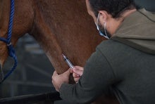 Costa Rica Readies Horse Antibodies for Trials as an Inexpensive COVID-19 Therapy