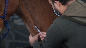 Costa Rica Readies Horse Antibodies for Trials as an Inexpensive COVID-19 Therapy