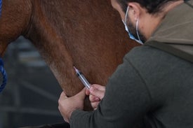 Costa Rica Readies Horse Antibodies for Trials as an Inexpensive COVID-19 Therapy
