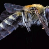 01. Polyester Bees