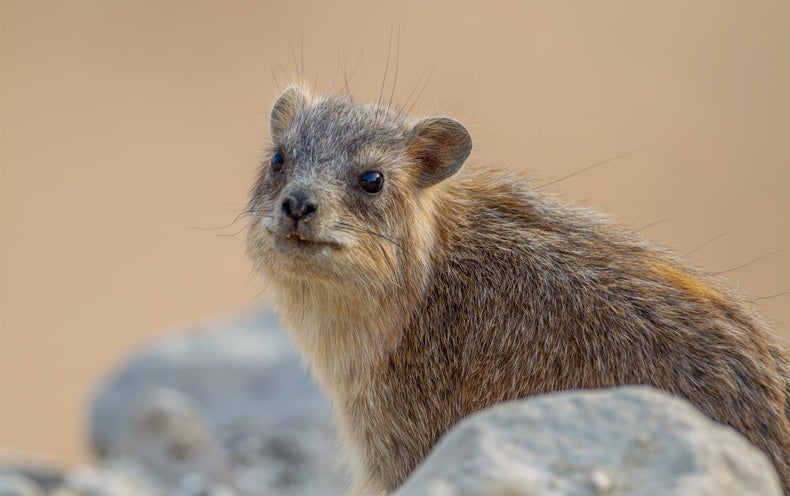These Small Mammals Snort To A Different Tune Scientific American - rip dna roblox song