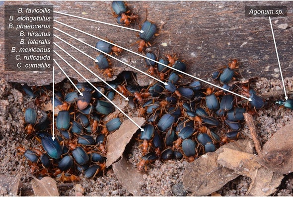 Daylight Brings Toxic Beetles Together for Safety