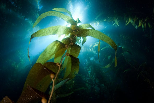 Could Our Energy Come from Giant Seaweed Farms in the Ocean?