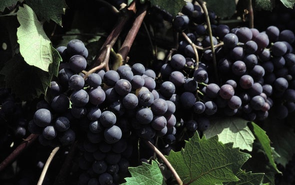 Wildfires Spike Wine with Smoky Notes
