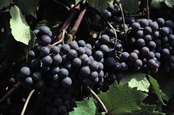 Wildfires Spike Wine with Smoky Notes