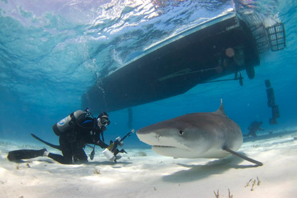 Shark Riders Pose Threat to Conservation Gains Made with Diving Ecotourism [Slide Show]