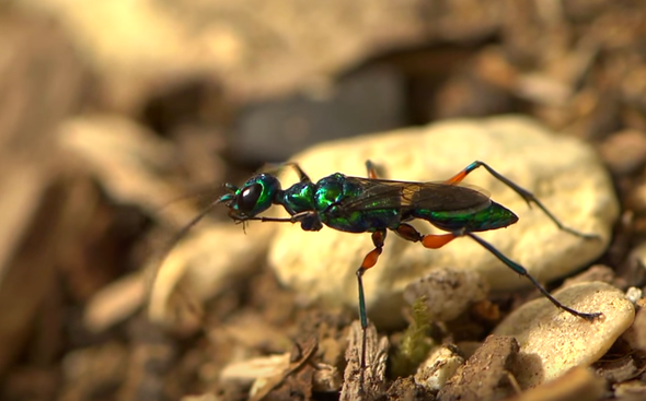 Watch a Wasp Take Control of a Cockroach's Brain [Video]