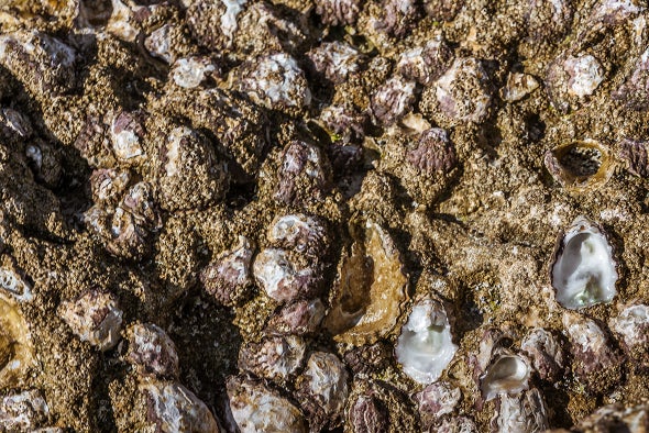 Even Earless Oysters Clam Up Over Noise Pollution
