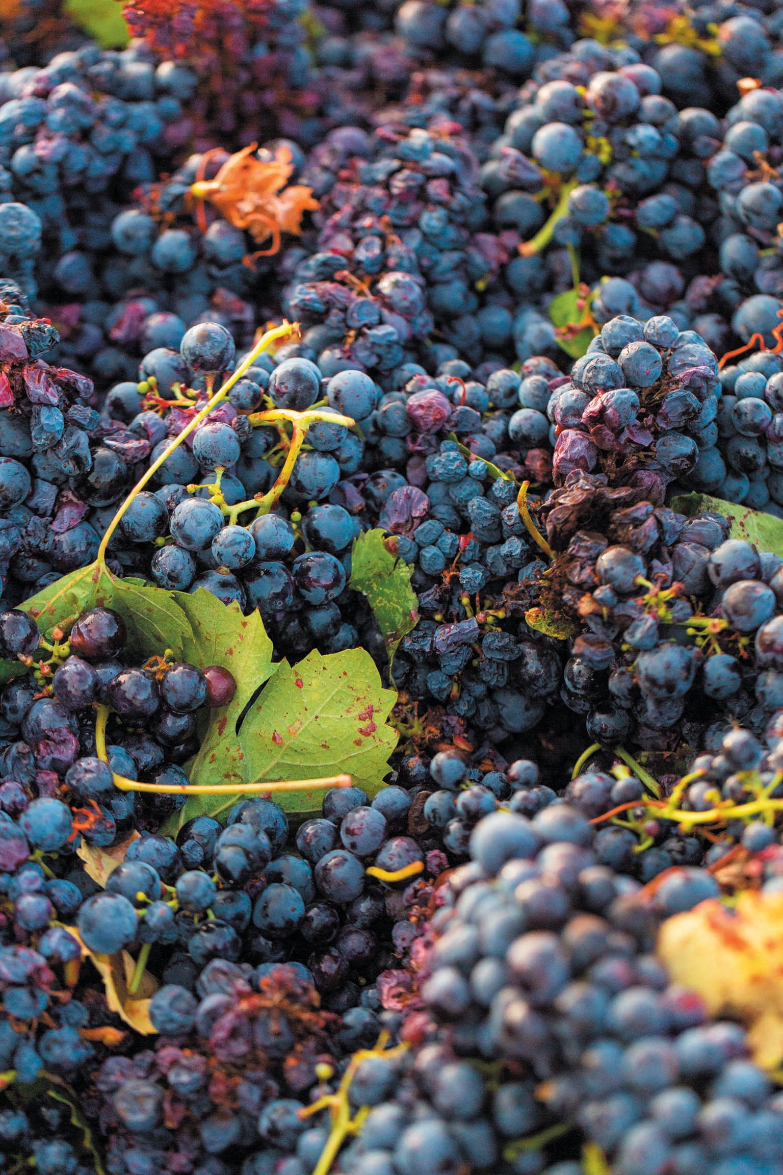 Bunches of red grapes and leaves.