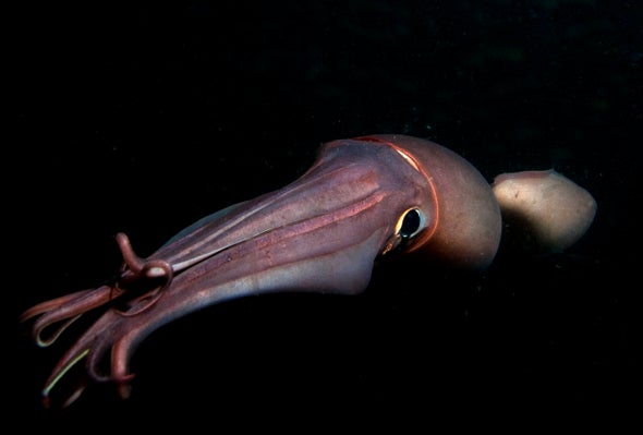 Squid's Glowing Skin Patterns May Be Code