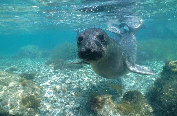 Cute young elephant seal with long whiskers swimming underwater.