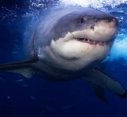 Fed Seeks Greater Protection for Sharks - Scientific American