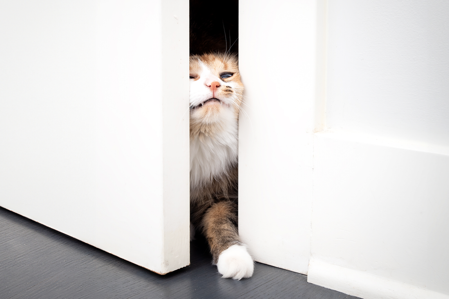 Do Cats Experience FOMO? | Scientific American