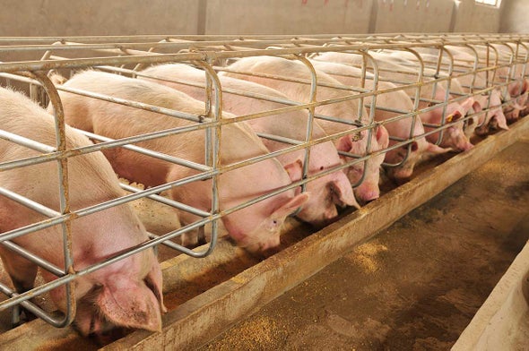 食用动物抗生素使用量持续上升