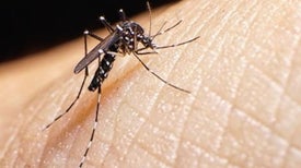 Zika Virus Hitches a Ride with Human-Loving Mosquitoes