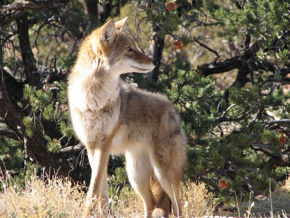 Why Killing Coyotes Doesn't Make Livestock Safer