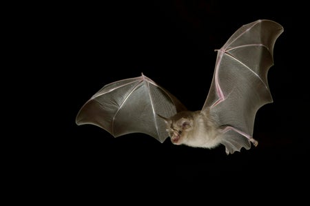 Bat in flight with black background