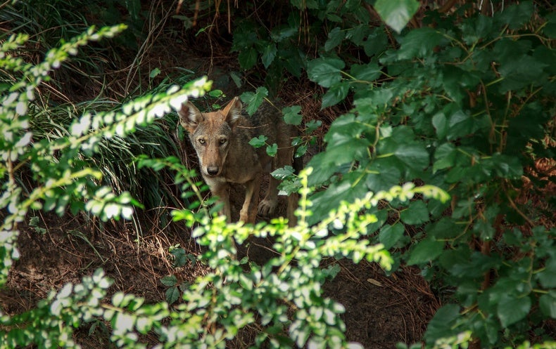 red wolf size