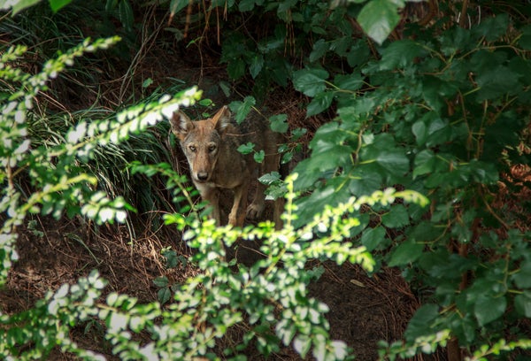 A young, reddish brown wolf moves through forest underbrush