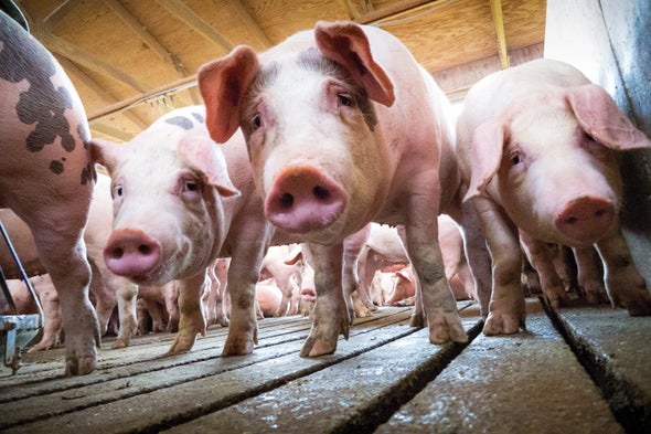 How Drug-Resistant Bacteria Travel from the Farm to Your Table - Scientific  American
