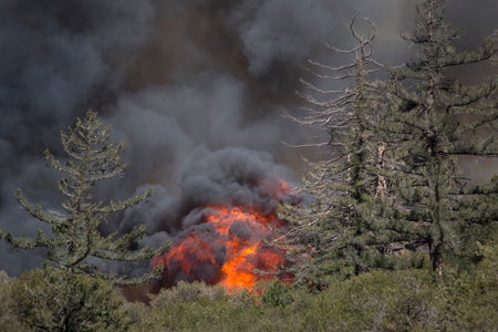 Intense flames sweep through a forest.