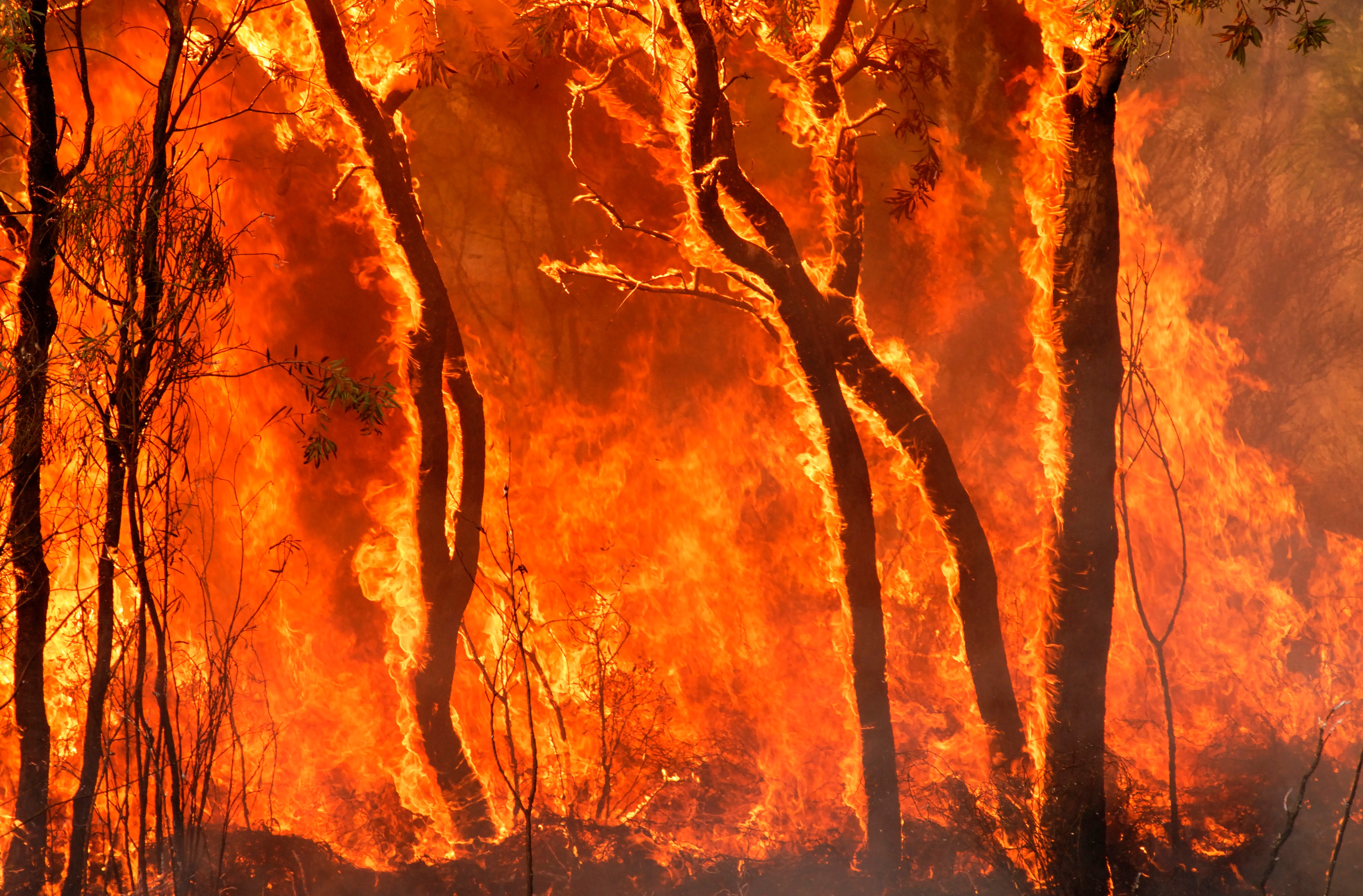 Image of Forest fire close up