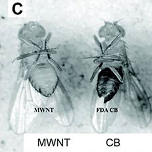 Carbon Nanomaterials: Fine for Fly Food, Bad for Fly Coating