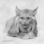 PENCIL DRAWING of a lynx&mdash;cats held a special appeal for Knight