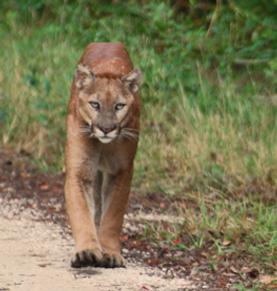 florida puma