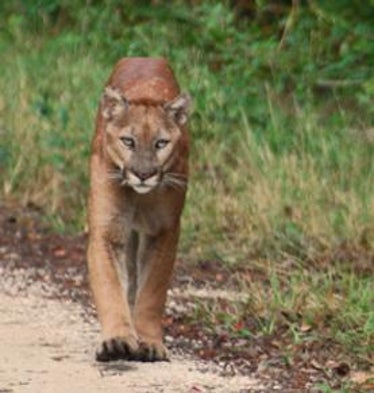 How to Restore the Florida Panther: Add a Little Texas Cougar [Slide Show]