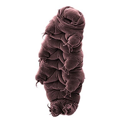 Space Suits Them: First Animal That Can Survive in Orbit