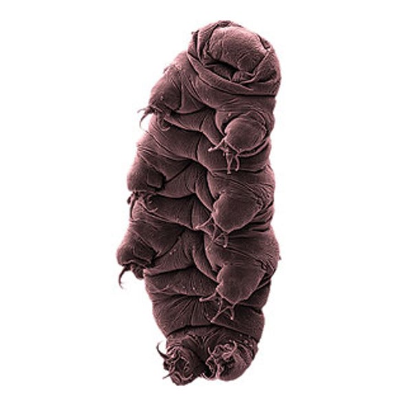 Space Suits Them: First Animal That Can Survive in Orbit