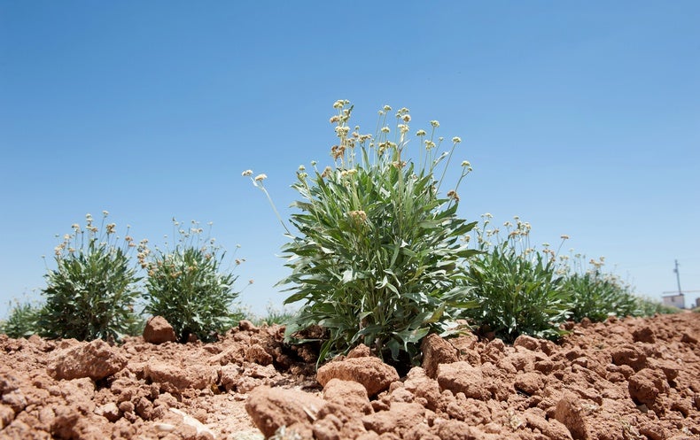 This Shrub Could Supply Rubber, Insect Repellent and Glue