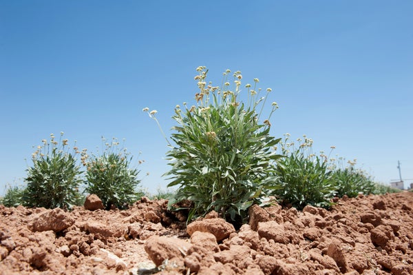 Shrub grows among red rocks