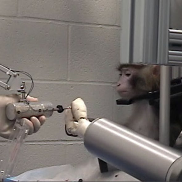 Monkey Think, Monkey DoWith a Robotic Arm [Video] Scientific American