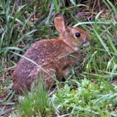 NEW ENGLAND COTTONTAIL