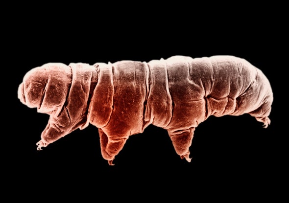 Tardigrade Protein Helps Human DNA Withstand Radiation