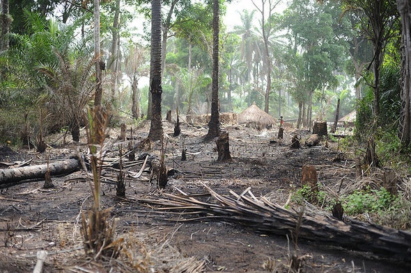 Africa's Congo Could Lose Vast Forests