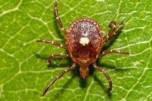 This Tick Can Make You Allergic to Meat, and It's Spreading