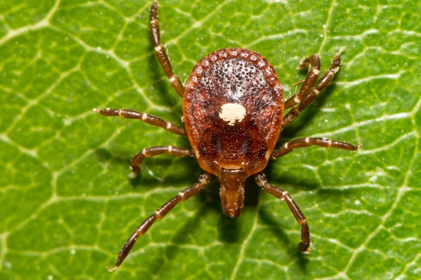 A close-up view of the female lone star tick.