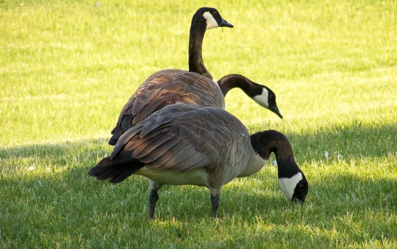 H5N8 Bird Flu Strain Spreads in Europe - Scientific American