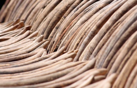 Scientific American Logo