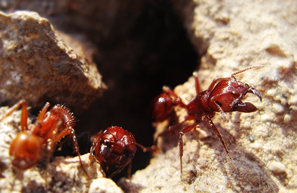 Decoding the Remarkable Algorithms of Ants