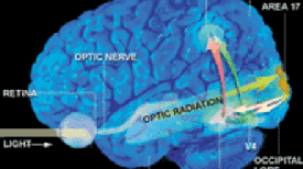 Hearing Colors, Tasting Shapes: Mingled Signals
